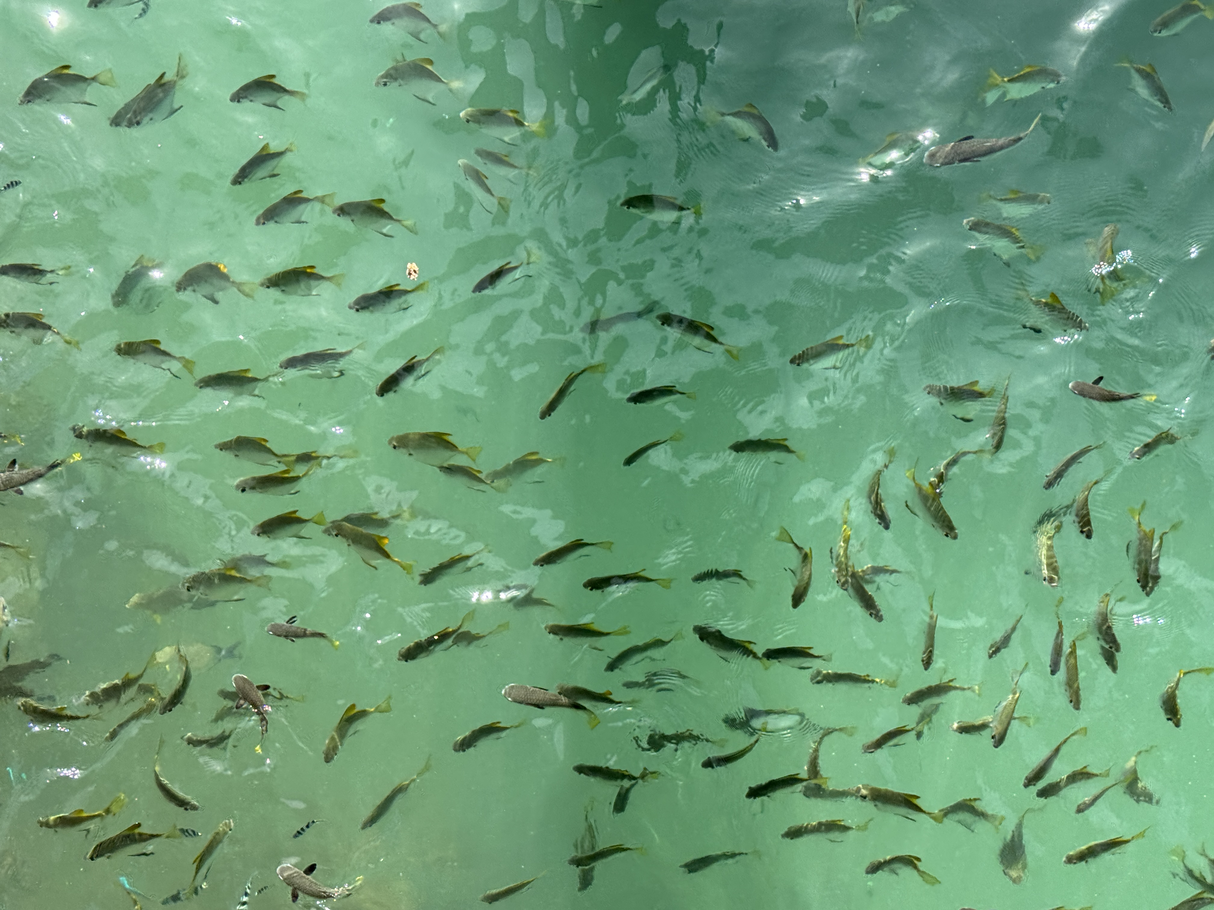 Fiji Marriott Resort Momi Bay lagoon fish Fiji Marriott Resort Momi Bay lagoon fish