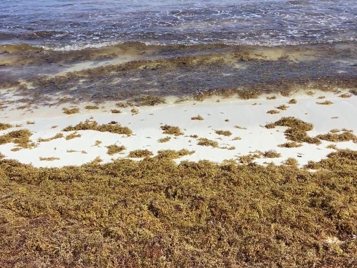 Cancun sargassum Hotel Zone Cancun sargassum Hotel Zone