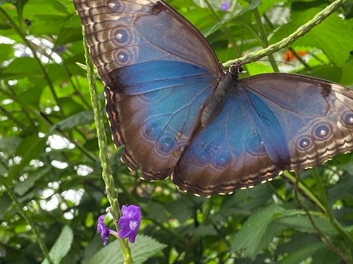 niagara-parks-butterfly-conservatory-blue Niagara Parks Butterfly Conservatory blue