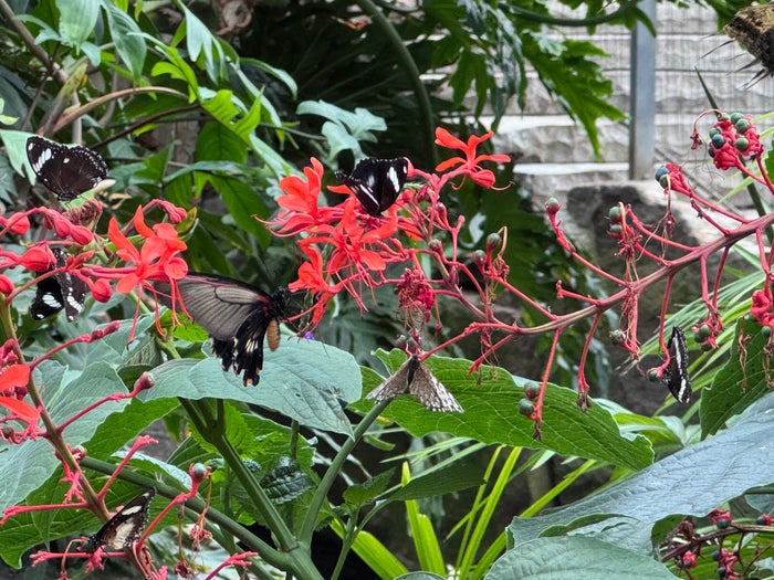 niagara-parks-butterfly-conservatory-red-flowers Niagara Parks Butterfly Conservatory red flowers