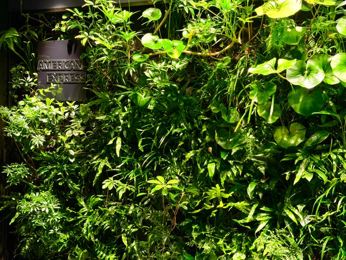Tokyo Amex Centurion Lounge green wall Tokyo Amex Centurion Lounge green wall